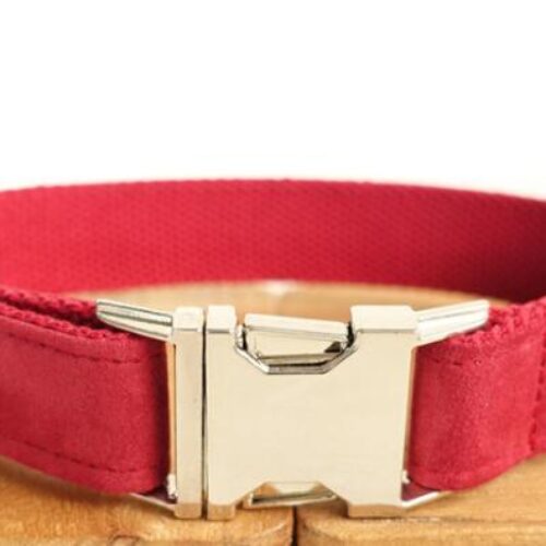 Pet Traction Collar Dog Collar